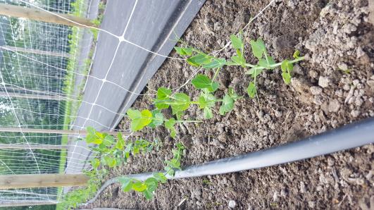 Click for 7 image(s) for this accession.