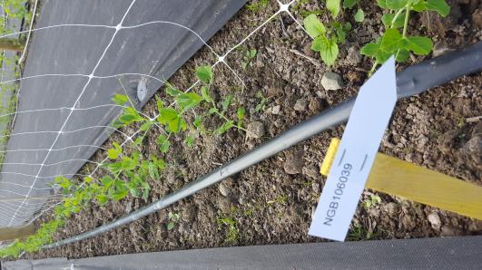 Click for 11 image(s) for this accession.