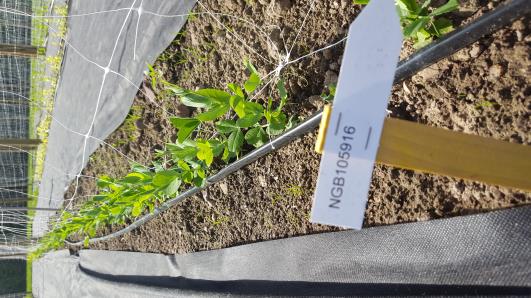 Click for 9 image(s) for this accession.