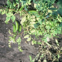 Click for 4 image(s) for this accession. Image