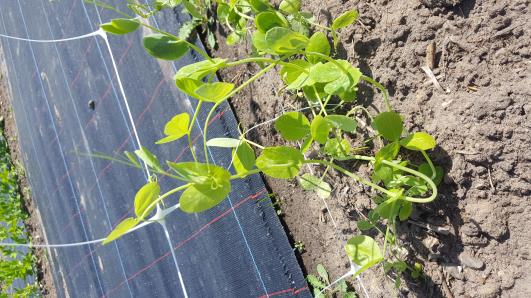 Click for 10 image(s) for this accession.