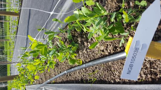 Click for 16 image(s) for this accession.