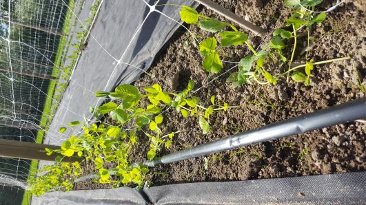 Click for 9 image(s) for this accession.