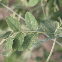 Click for 11 image(s) for this accession. Image