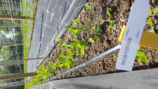 Click for 11 image(s) for this accession.