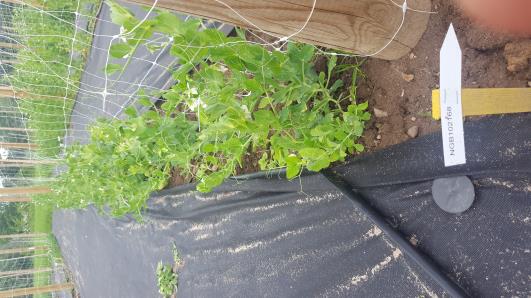 Click for 9 image(s) for this accession.