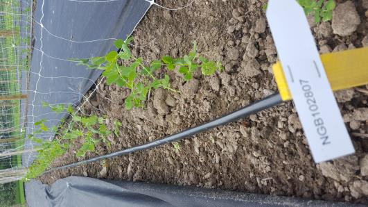 Click for 8 image(s) for this accession.