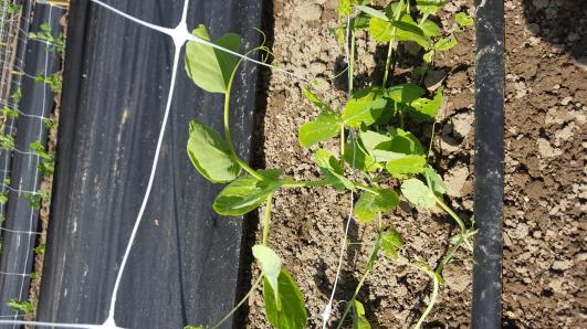 Click for 13 image(s) for this accession.