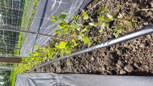 Click for 11 image(s) for this accession.