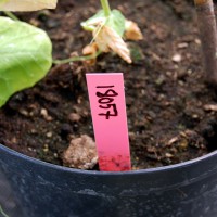 Click for 8 image(s) for this accession. Image