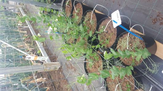 Click for 5 image(s) for this accession.