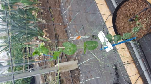 Click for 3 image(s) for this accession.