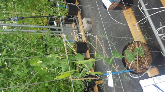 Click for 2 image(s) for this accession.