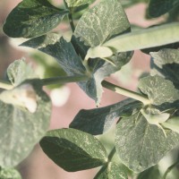 Click for 10 image(s) for this accession. Image