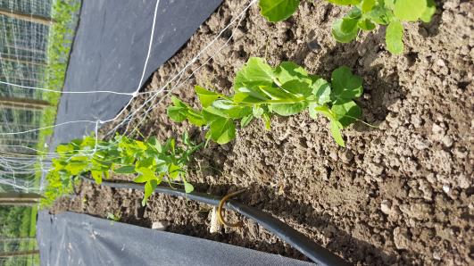 Click for 12 image(s) for this accession.