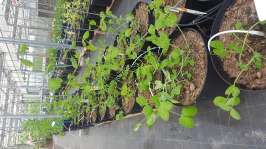 Click for 10 image(s) for this accession.