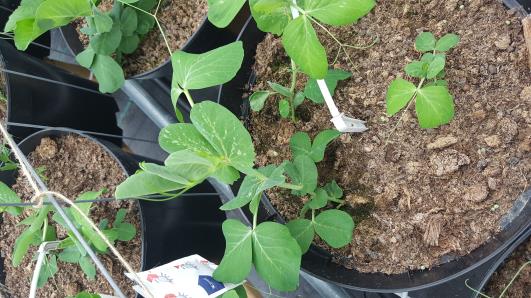 Click for 21 image(s) for this accession.