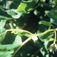 Click for 1 image(s) for this accession. Image