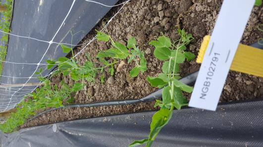 Click for 10 image(s) for this accession.