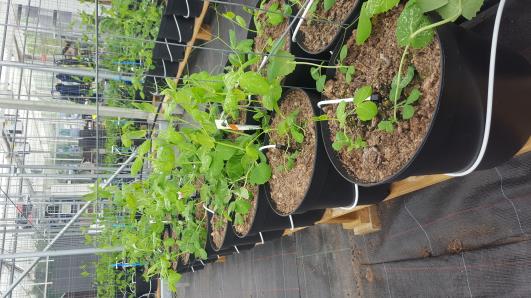 Click for 16 image(s) for this accession.