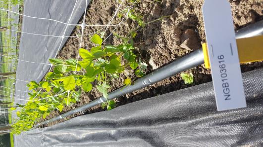 Click for 12 image(s) for this accession.