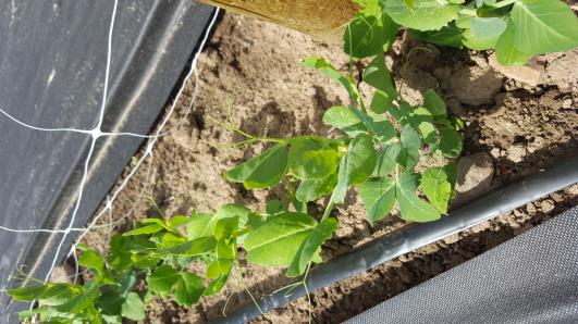 Click for 10 image(s) for this accession.