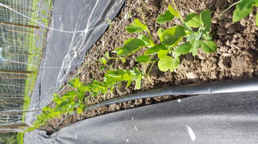 Click for 10 image(s) for this accession.