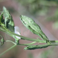 Click for 1 image(s) for this accession. Image