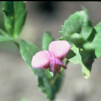 Click for 1 image(s) for this accession. Image