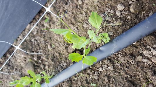 Click for 9 image(s) for this accession.