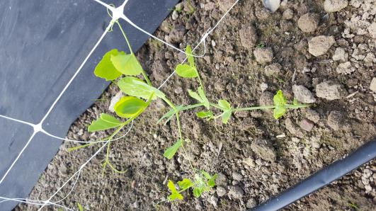 Click for 10 image(s) for this accession.