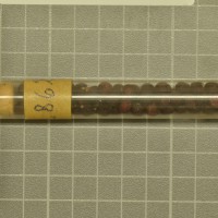 Click for 1 image(s) for this accession. Image