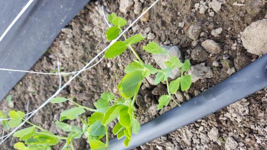 Click for 10 image(s) for this accession.