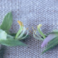 Click for 1 image(s) for this accession. Image