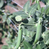 Click for 1 image(s) for this accession. Image