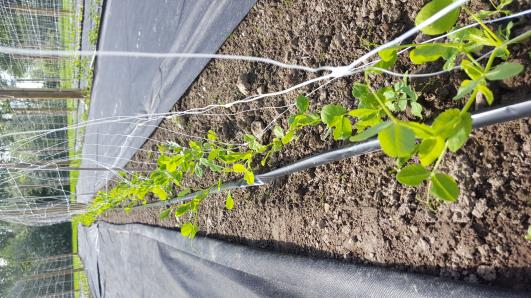 Click for 10 image(s) for this accession.