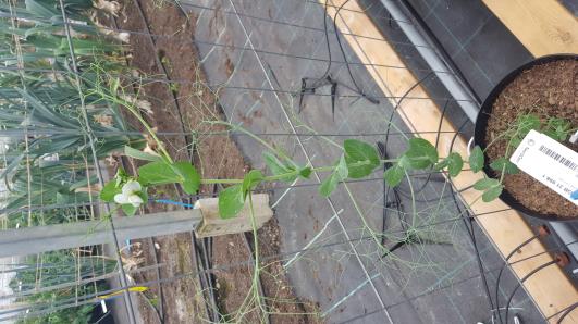 Click for 3 image(s) for this accession.