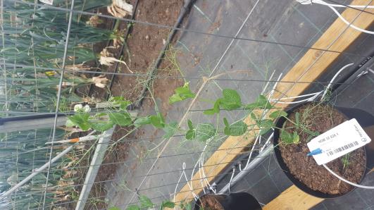 Click for 1 image(s) for this accession.