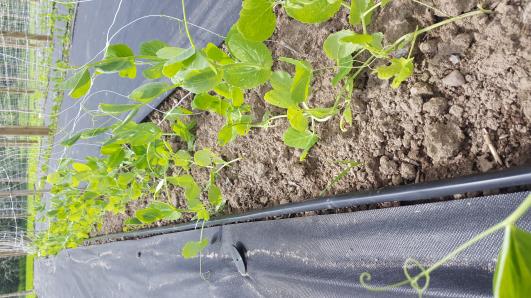 Click for 10 image(s) for this accession.