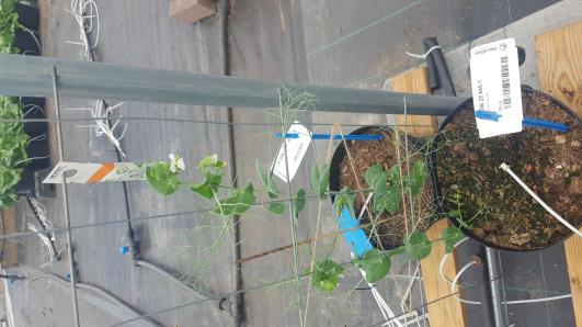 Click for 5 image(s) for this accession.