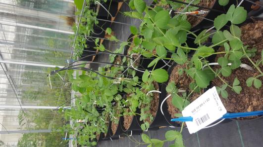 Click for 13 image(s) for this accession.