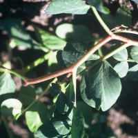 Click for 2 image(s) for this accession. Image