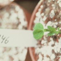 Click for 2 image(s) for this accession. Image