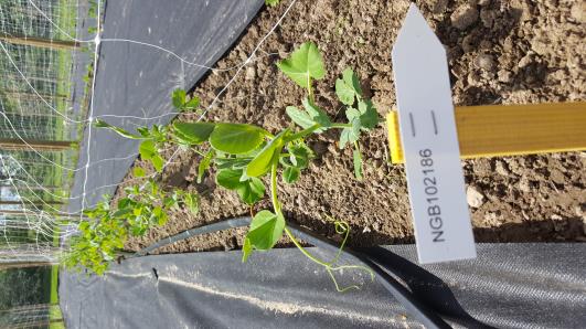 Click for 8 image(s) for this accession.