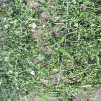 Click for 1 image(s) for this accession. Image