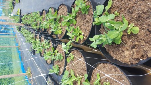 Click for 6 image(s) for this accession.