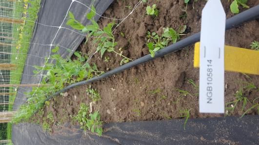 Click for 10 image(s) for this accession.