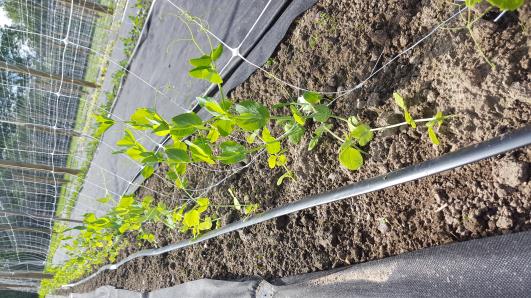 Click for 9 image(s) for this accession.