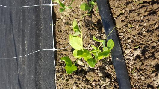 Click for 12 image(s) for this accession.