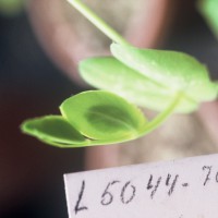 Click for 12 image(s) for this accession. Image